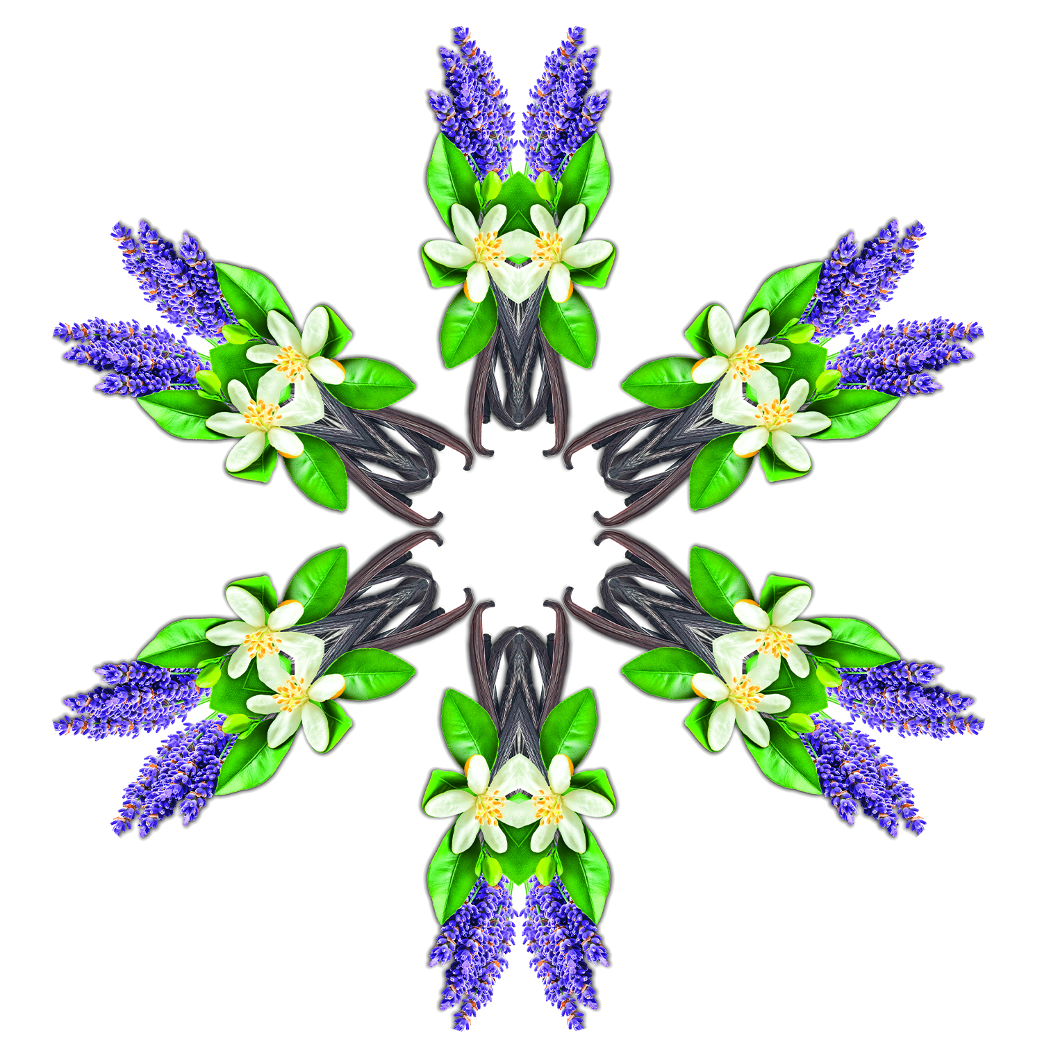 Lumière Florale