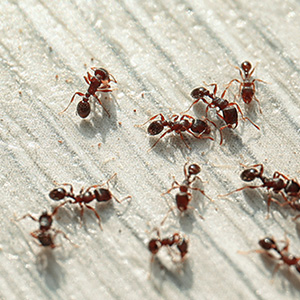 Insectes
